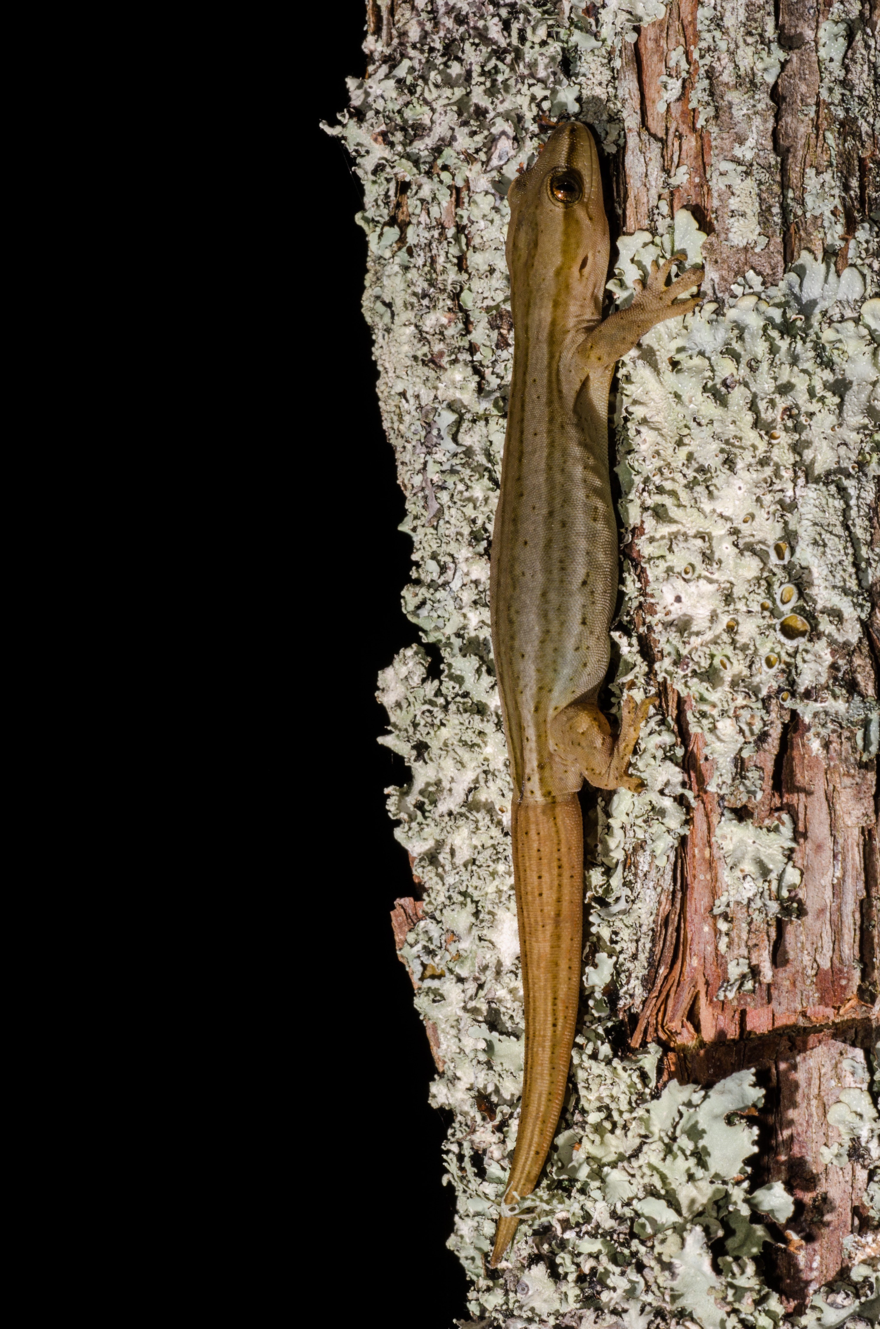 DSC_4298 – Gold, striped, Gecko, Woodworthia, chrysosiretica, lizard, taranaki, Crispin, reptiles, amphibians, rare, cold, blood, new, new zealand, zealand, nz
